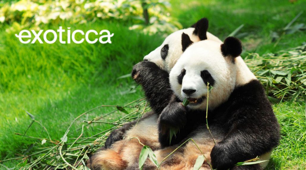 Modern Shanghai & Chengdu’s Giant Pandas